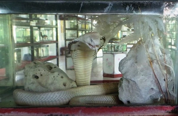 Những loài rắn cực độc ở trại rắn lớn nhất Việt Nam ảnh 5