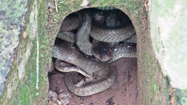 Những loài rắn cực độc ở trại rắn lớn nhất Việt Nam ảnh 7