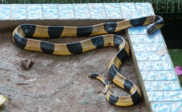 Những loài rắn cực độc ở trại rắn lớn nhất Việt Nam ảnh 9