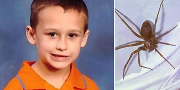 Bé 5 tuổi thiệt mạng vì bị nhện cắn ngay trong nhà ảnh 1