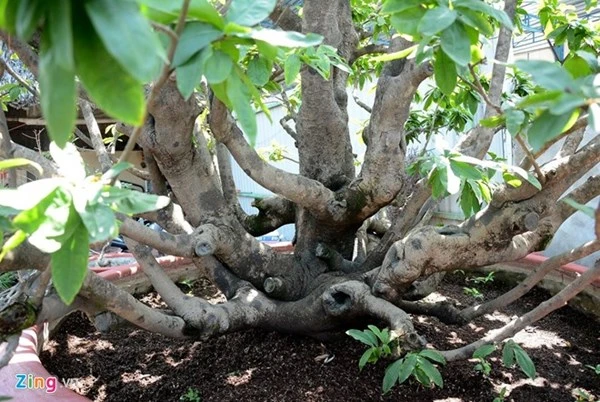 Chiêm ngưỡng cây mai cổ thụ dáng bạch tuộc ở Sài Gòn ảnh 3