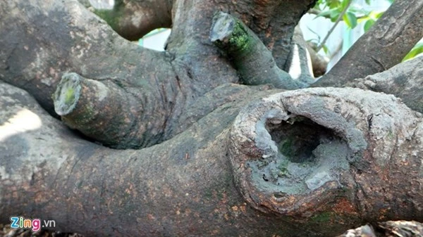 Chiêm ngưỡng cây mai cổ thụ dáng bạch tuộc ở Sài Gòn ảnh 7