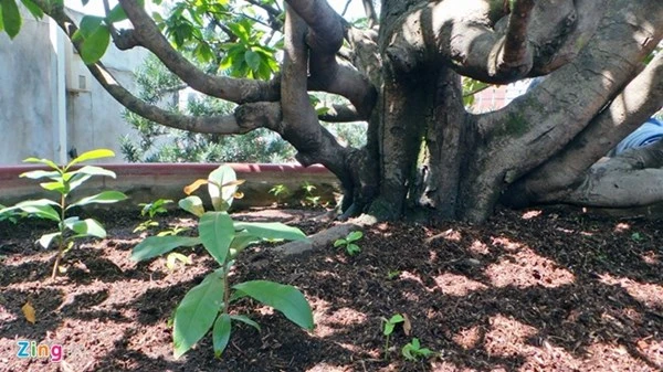 Chiêm ngưỡng cây mai cổ thụ dáng bạch tuộc ở Sài Gòn ảnh 8