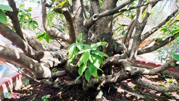 Chiêm ngưỡng cây mai cổ thụ dáng bạch tuộc ở Sài Gòn ảnh 9