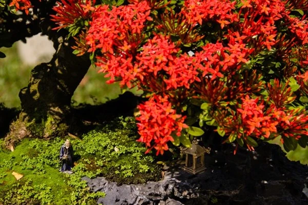 Những tiểu cảnh, bon sai vô giá ở hội hoa xuân Sài Gòn ảnh 12