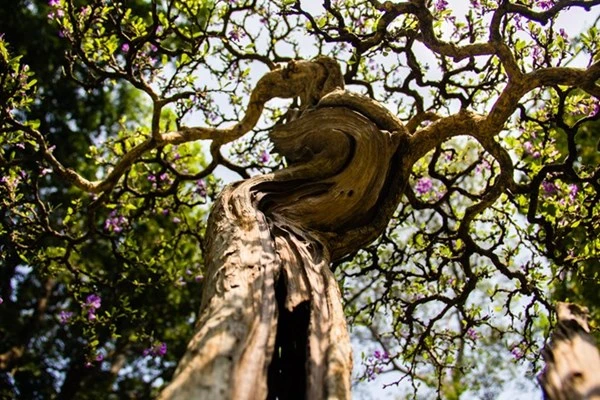 Những tiểu cảnh, bon sai vô giá ở hội hoa xuân Sài Gòn ảnh 2