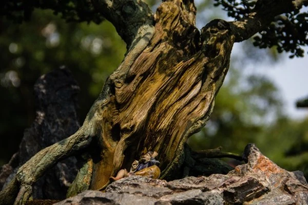 Những tiểu cảnh, bon sai vô giá ở hội hoa xuân Sài Gòn ảnh 7