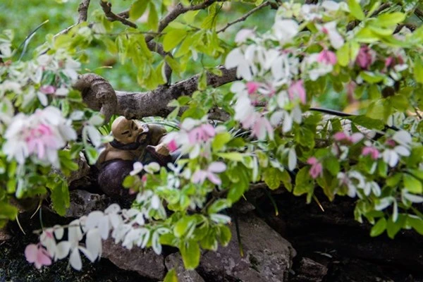 Những tiểu cảnh, bon sai vô giá ở hội hoa xuân Sài Gòn ảnh 9