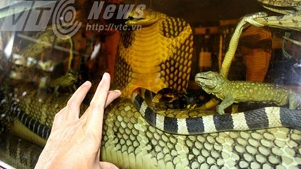 Đại hổ chúa trong bể rượu.