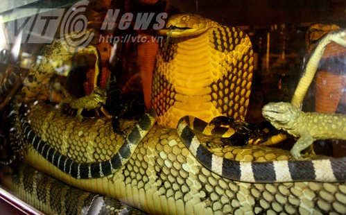 Lang y bí ẩn sở hữu đại mãng xà ảnh 3