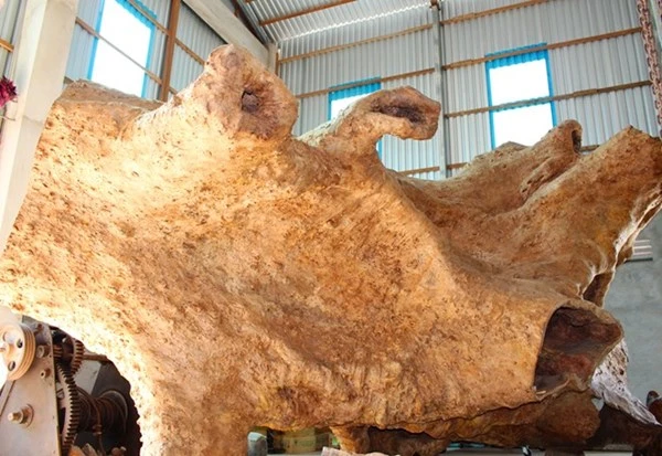 Gốc cây 400 năm tuổi trả giá 30 tỷ đồng không bán ảnh 10