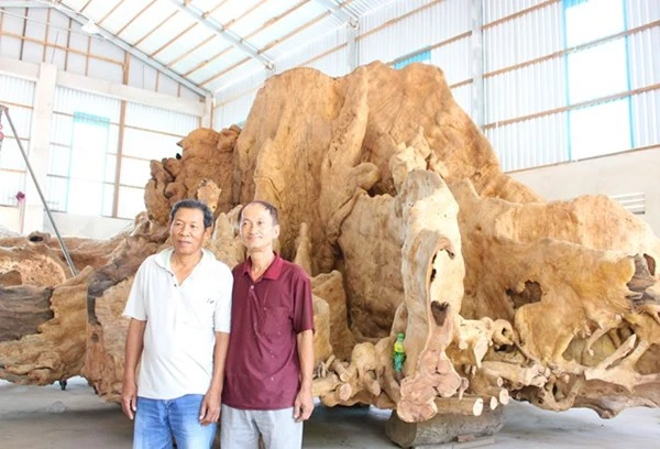 Gốc cây 400 năm tuổi trả giá 30 tỷ đồng không bán ảnh 1