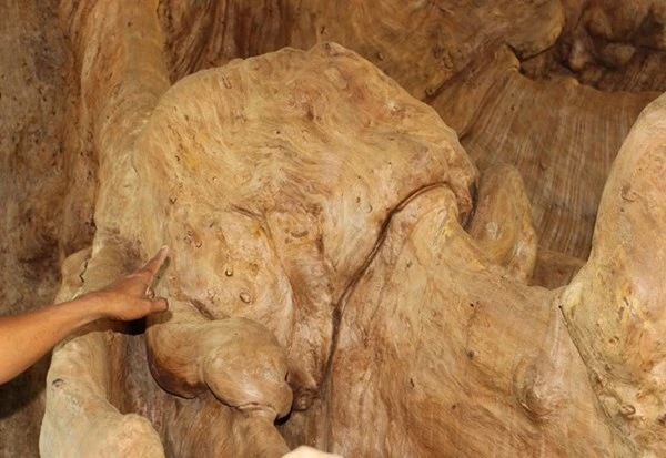 Gốc cây 400 năm tuổi trả giá 30 tỷ đồng không bán ảnh 7