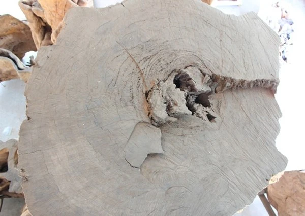 Gốc cây 400 năm tuổi trả giá 30 tỷ đồng không bán ảnh 9