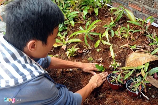 Tận thấy thú chơi 'cây ăn thịt' ở Sài Gòn ảnh 6