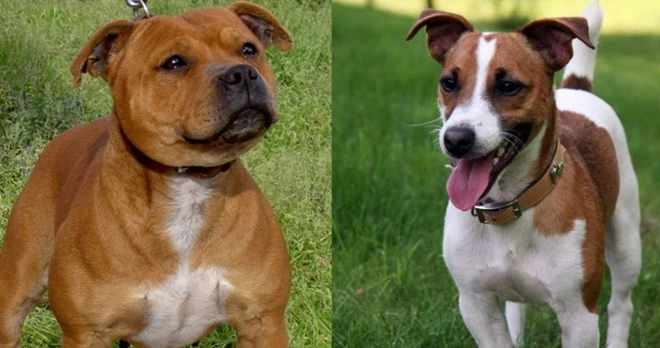 Một phụ nữ bị chính hai con chó nuôi ăn thịt sau khi qua đời ảnh 1