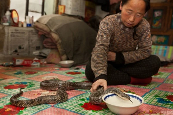 Nuôi hơn 20 con rắn trong nhà 'làm bạn' suốt 30 năm ảnh 1