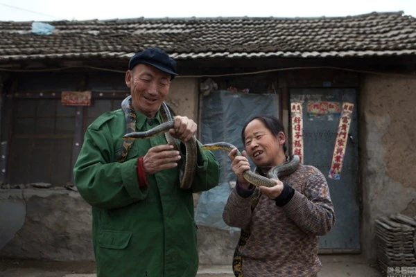 Nuôi hơn 20 con rắn trong nhà 'làm bạn' suốt 30 năm ảnh 6