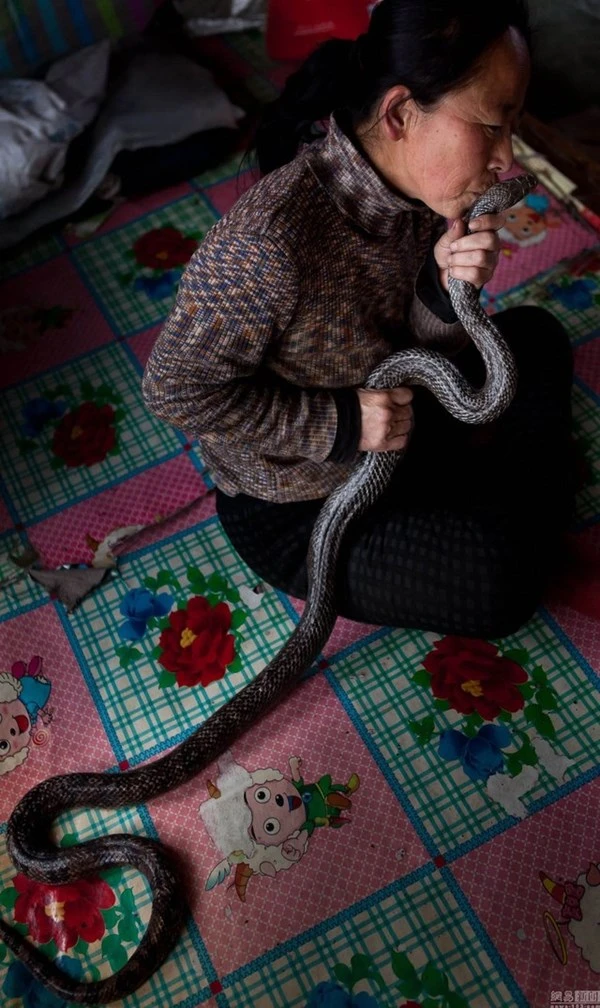 Nuôi hơn 20 con rắn trong nhà 'làm bạn' suốt 30 năm ảnh 4