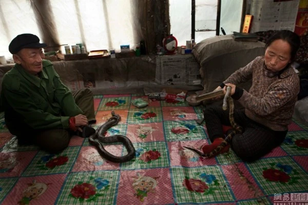 Nuôi hơn 20 con rắn trong nhà 'làm bạn' suốt 30 năm ảnh 8