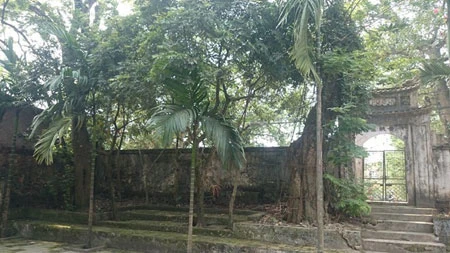 Người dân thay phiên nhau “canh gác” 2 gốc sưa tiền tỷ ảnh 1