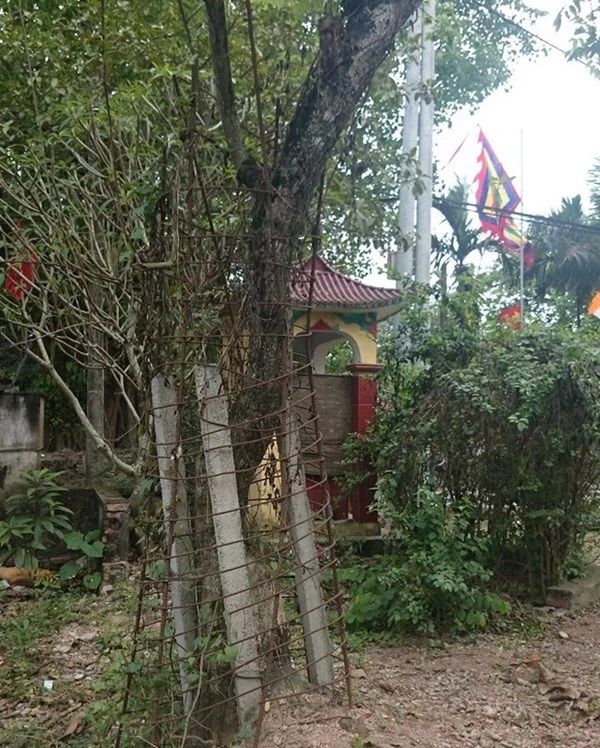 Người dân thay phiên nhau “canh gác” 2 gốc sưa tiền tỷ ảnh 6