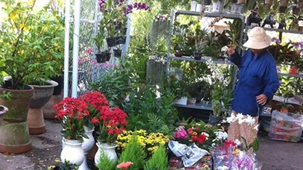  Nhiều cây cảnh chứa chất gây độc bán tại các vựa cây cảnh.