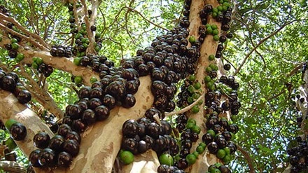 Cây nho thân gỗ trưởng thành cho nhiều quả.