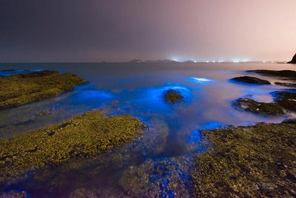 Bờ biển sáng xanh kỳ lạ ở Trung Quốc ảnh 2