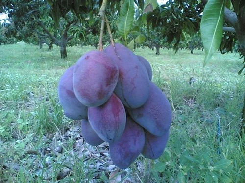 Xoài tím độc, lạ khiến người mua mắt tròn, mắt dẹt - ảnh 3