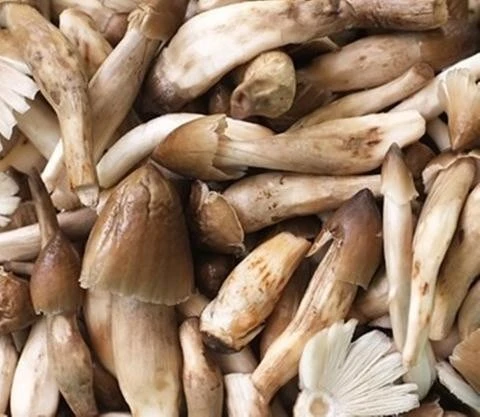 Đột nhập ma trận nấm mối được ủ bằng chất kích thích - ảnh 1