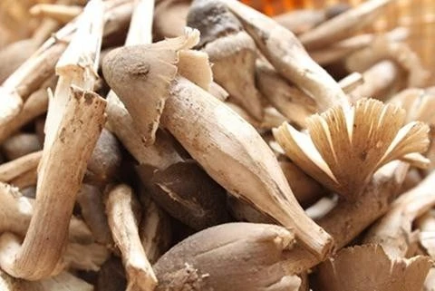 Đột nhập ma trận nấm mối được ủ bằng chất kích thích - ảnh 2