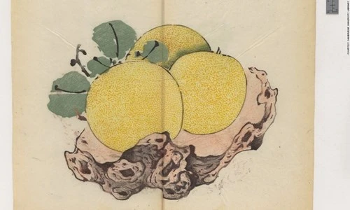 Cổ thư in màu vẹn nguyên kỳ lạ suốt 300 năm ảnh 12 Cổ thư in màu vẹn nguyên kỳ lạ suốt 300 năm - ảnh 12