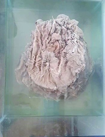 Đào trúng linh chi Thái Tuế 'khổng lồ' trị giá gần tỷ đô ảnh 1 Đào trúng linh chi Thái Tuế 'khổng lồ' trị giá gần tỷ đô - ảnh 1