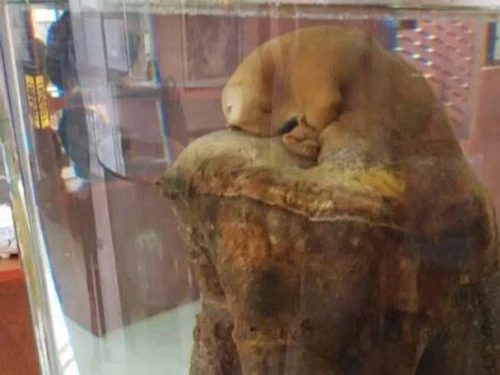 Đào trúng linh chi Thái Tuế 'khổng lồ' trị giá gần tỷ đô ảnh 2 Đào trúng linh chi Thái Tuế 'khổng lồ' trị giá gần tỷ đô - ảnh 2