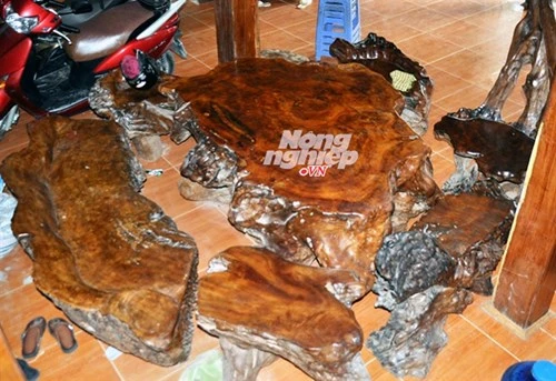 Săn báu vật gù hương trên núi Mào Gà - ảnh 2