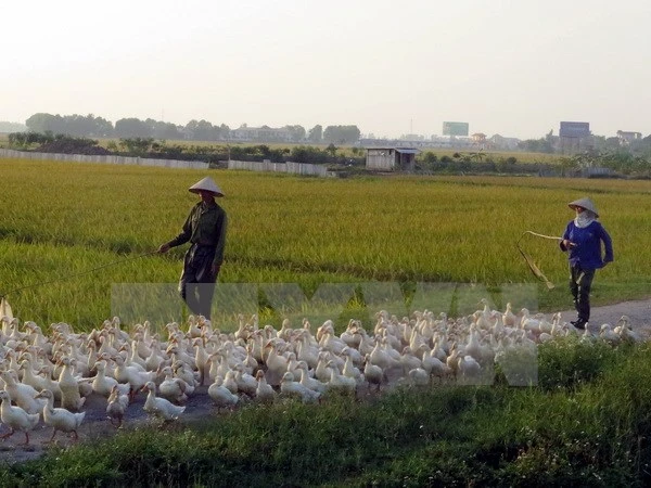 Nam Định chính thức công bố có dịch cúm gia cầm H5N6 ảnh 1