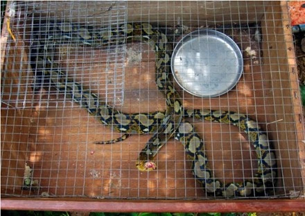 Con nưa bị nhốt trong lồng.