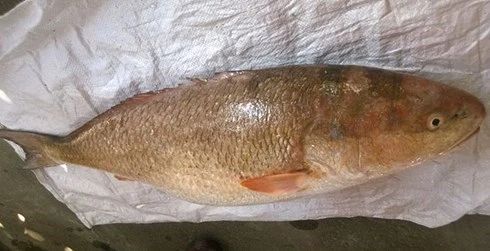 giai ma vi sao ca su vang lai dat nhu vang? hinh 0