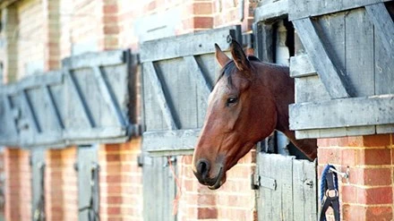 Báo động ngựa bị lạm dụng tình dục ảnh 1