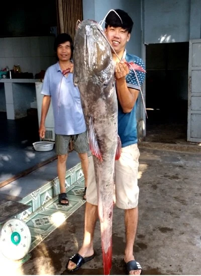 Câu được cá lăng 'khủng' trên sông Sêrêpôk - ảnh 1