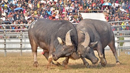 Hà Nội yêu cầu dừng lễ hội chọi trâu 2016 ảnh 1