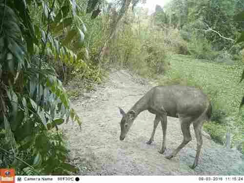 ​Vườn quốc gia Cà Mau phục hồi nhiều loài có nguy cơ tuyệt chủng ảnh 1