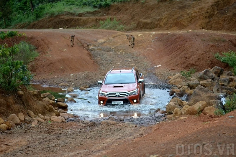 Lái xe gặp chó, trâu, bò trên đường, tránh cách nào an toàn? ảnh 2