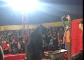 Gấu tấn công huấn luyện viên xiếc khi đang biểu diễn