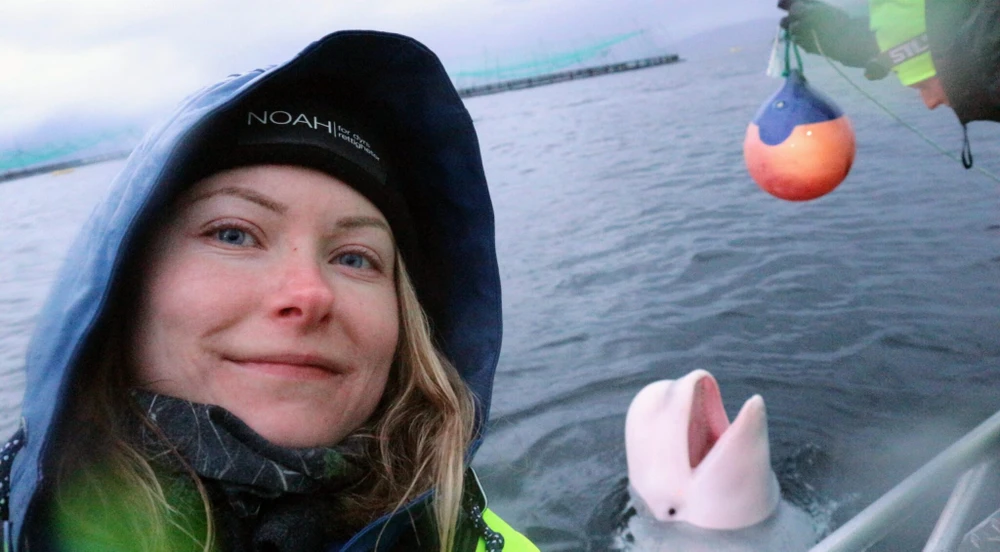 Cá voi trắng Hvaldimir nô đùa.jpeg