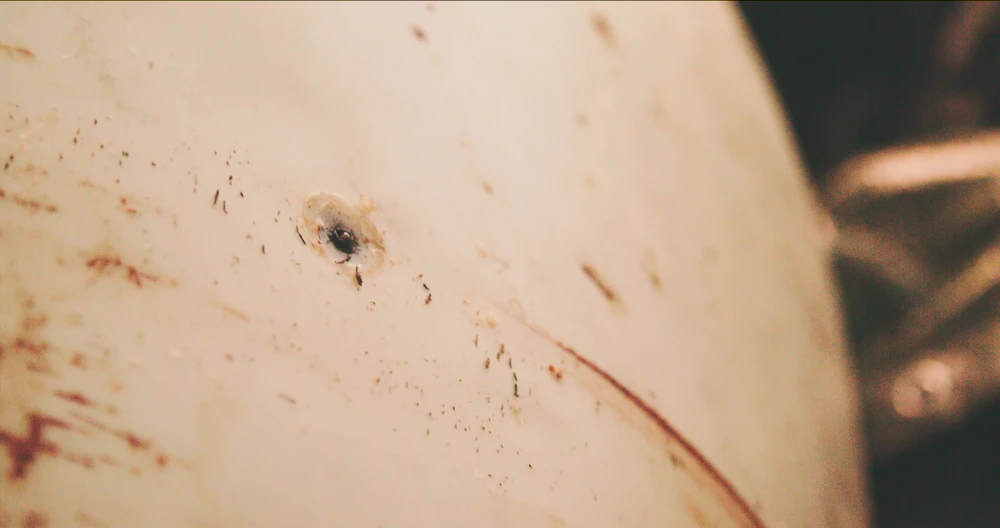 Vết đạn trên xác cá voi trắng Hvaldimir.png