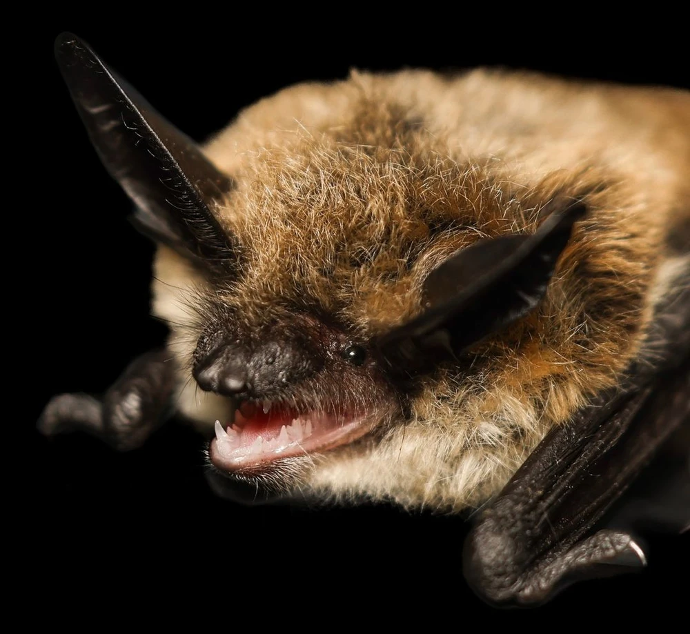 cuộc thi sắc đẹp dành cho dơi_3.jpg