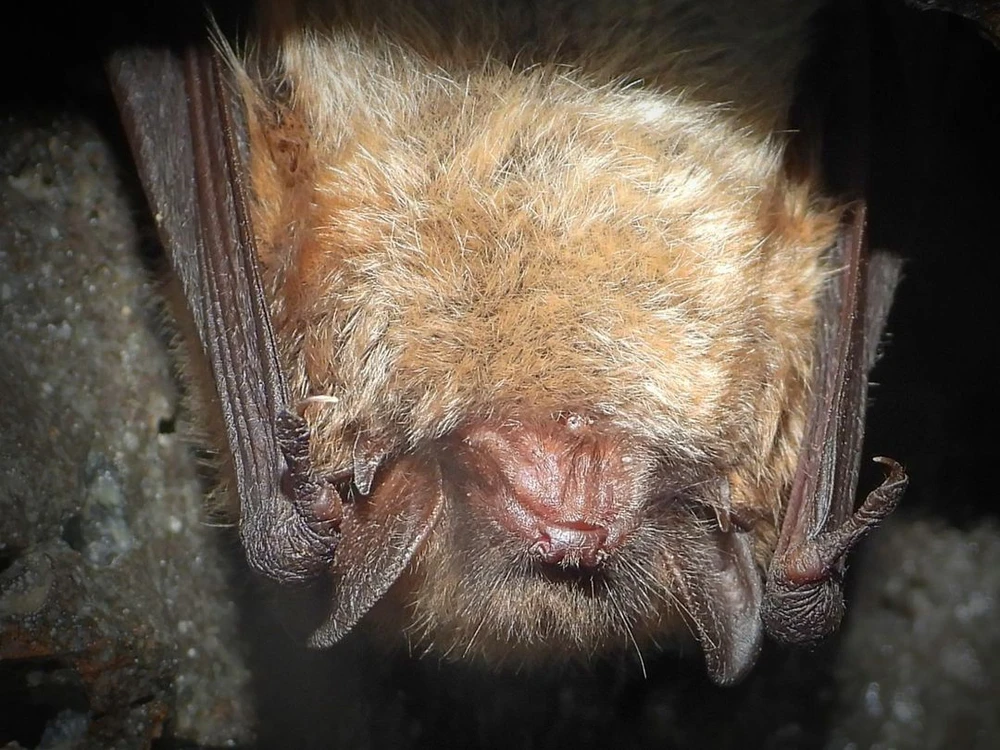 cuộc thi sắc đẹp dành cho dơi_6.jpg