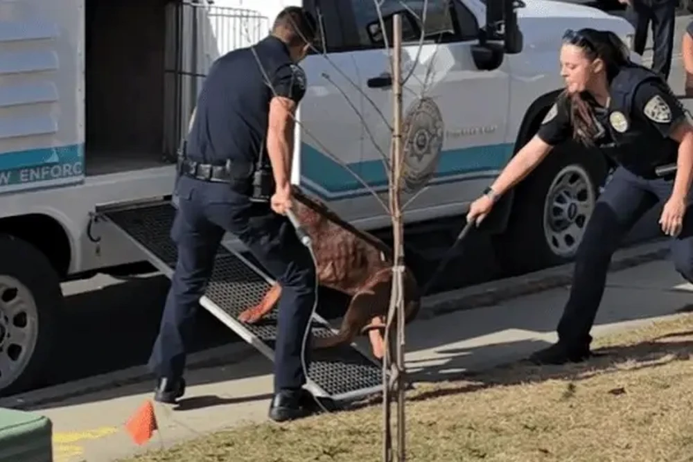 Bầy chó dữ cắn chết chủ ở San Diego.jpg